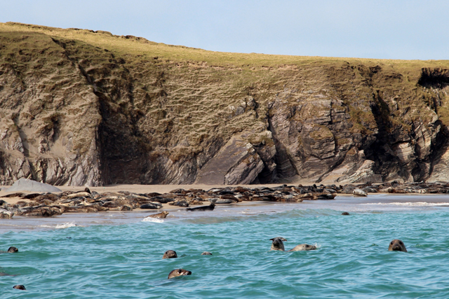 grey seals on blasket island dingle ireland 2